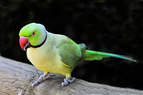 rose ringneck parakeet for sale